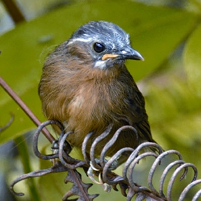চিত্র:BabblerGreythroated.jpg