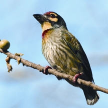চিত্র:BarbetCoppersmith.jpg