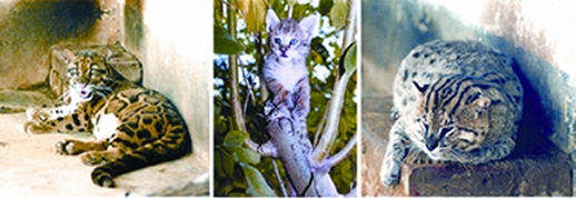 চিত্র:Cat.jpg