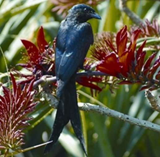 চিত্র:DrongoBlack.jpg