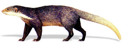 চিত্র:Mongoose.jpg