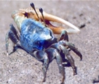 চিত্র:Crab10.jpg