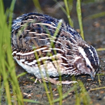 চিত্র:QuailCommon.jpg