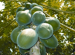 চিত্র:Papaya.jpg