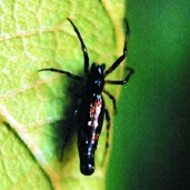চিত্র:Spider14.jpg