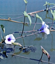 চিত্র:AquaticPlant1.jpg