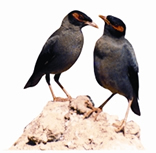 চিত্র:BirdShalik.jpg