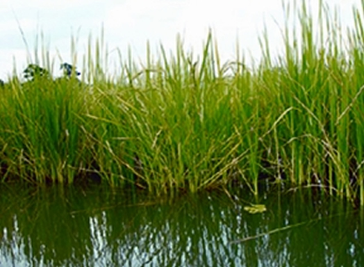 চিত্র:DeepwaterRice.jpg