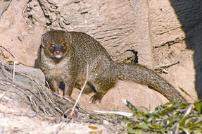 চিত্র:HerpestesEdwardsii.jpg