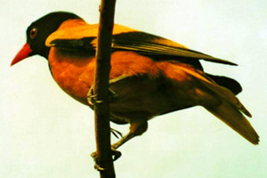 চিত্র:Oriole.jpg