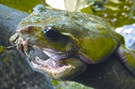 চিত্র:FrogToadRhacophorusMaximus.jpg