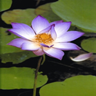 চিত্র:Lotus.jpg