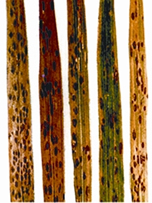 চিত্র:RiceDiseases1.jpg