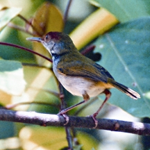 চিত্র:TailorbirdDark-necked.jpg