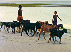 চিত্র:Goat.jpg