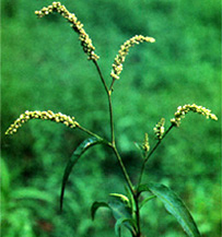 চিত্র:MedicinalHerbBiskatali.jpg