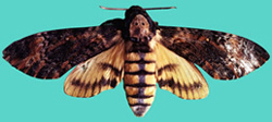 চিত্র:MothTilhawk.jpg