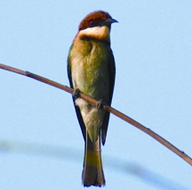 চিত্র:BeeeaterChestnutheaded.jpg