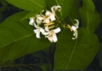 চিত্র:MedicinalHerb(Kurchi).jpg