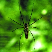 চিত্র:Spider08.jpg