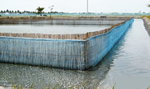 চিত্র:CrabCulture.jpg