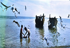 চিত্র:FisheriesSea3.jpg