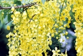 চিত্র:GardenFlowerIndianIaburnam.jpg