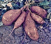 চিত্র:TuberCrop.jpg