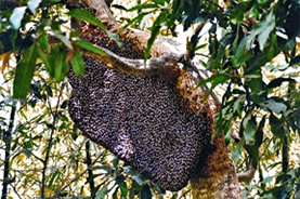 চিত্র:Beehive.jpg