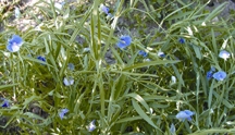 চিত্র:GrassPea.jpg
