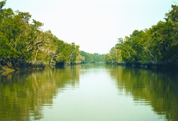 চিত্র:SundarbansForest.jpg