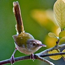 চিত্র:TailorbirdCommon.jpg