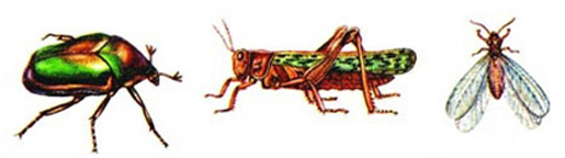 চিত্র:Insect3.jpg