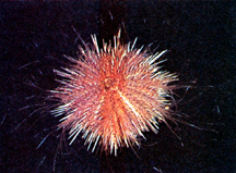 চিত্র:Seastar&SeaUrchin.jpg