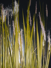 চিত্র:Sungrass.jpg