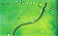 চিত্র:Bluegreenalgae.jpg
