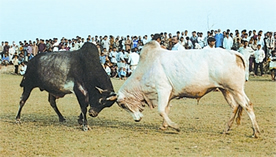 চিত্র:FolkGameBullFight.jpg
