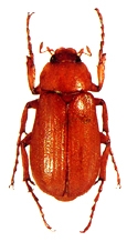 চিত্র:Beetle7Scarabaeid.jpg