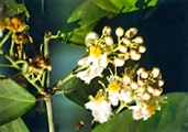 চিত্র:GardenFlowerHiptage.jpg