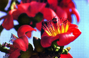 চিত্র:Shimul.jpg