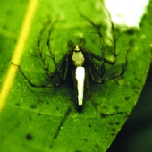 চিত্র:Spider09.jpg