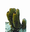 চিত্র:FaunaSponge.jpg