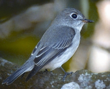 চিত্র:FlycatcherAsianBrown.jpg