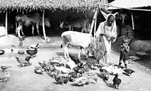 চিত্র:Livestock1.jpg