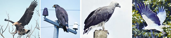 চিত্র:Eagle1.jpg