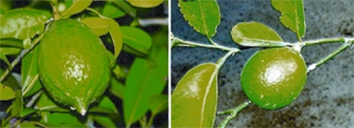 চিত্র:Lemon.jpg