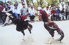 চিত্র:FolkGameCockFight.jpg