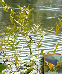 চিত্র:JutePlant.jpg