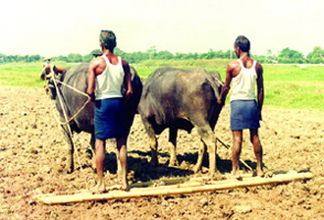 চিত্র:Agriculture2.jpg