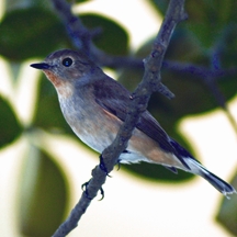 চিত্র:FlycatcherTaiga.jpg